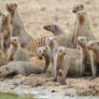 Banded Mongoose - Band of Brothers