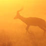 Impala - African Wildlife - Golden Run