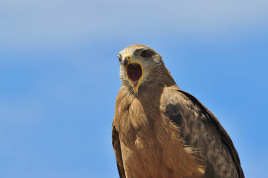 Yellow Billed Kite - Call of the Powerful