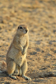 Ground Squirrel - When Duty Calls