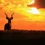 Kudu Bull - Silhouette of an Icon