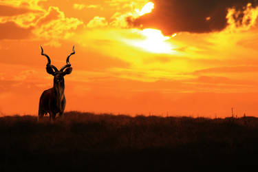 Kudu Bull - Silhouette of an Icon