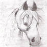 charcoal drawing of horse