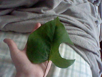 Animal Crossing Leaf