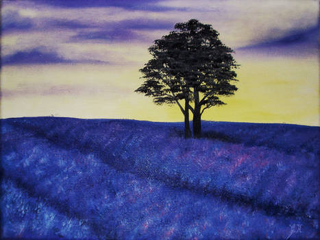 Lavender Field Sunset