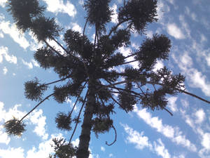 araucaria