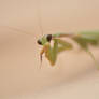 Mantis