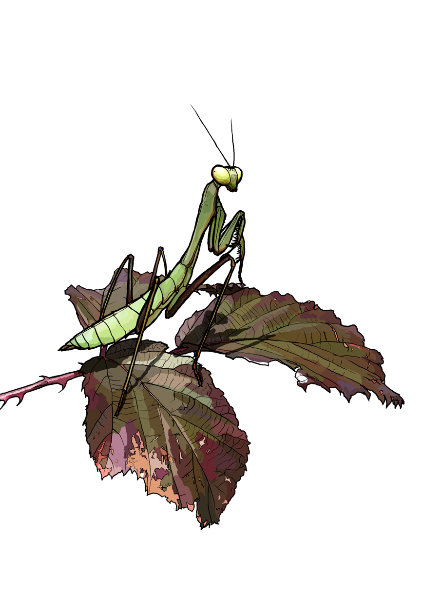 Mantid :D