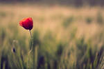 Poppy by stekkes