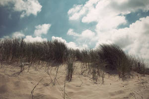 Dune Grass