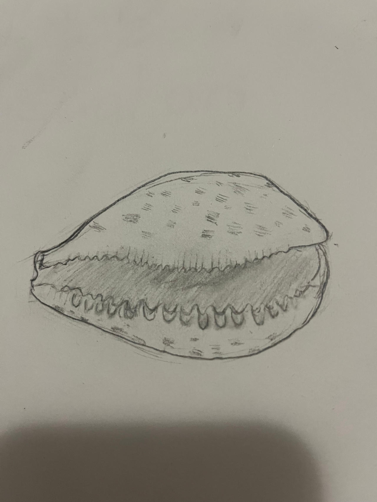 Shell Traceart Shells by shmolbeanrakel on DeviantArt