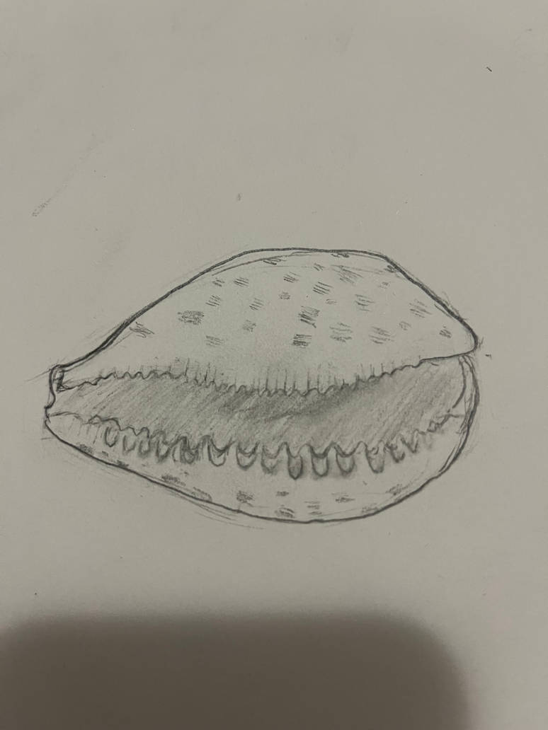 Angry Shell Drawing Shells by shmolbeanrakel on DeviantArt