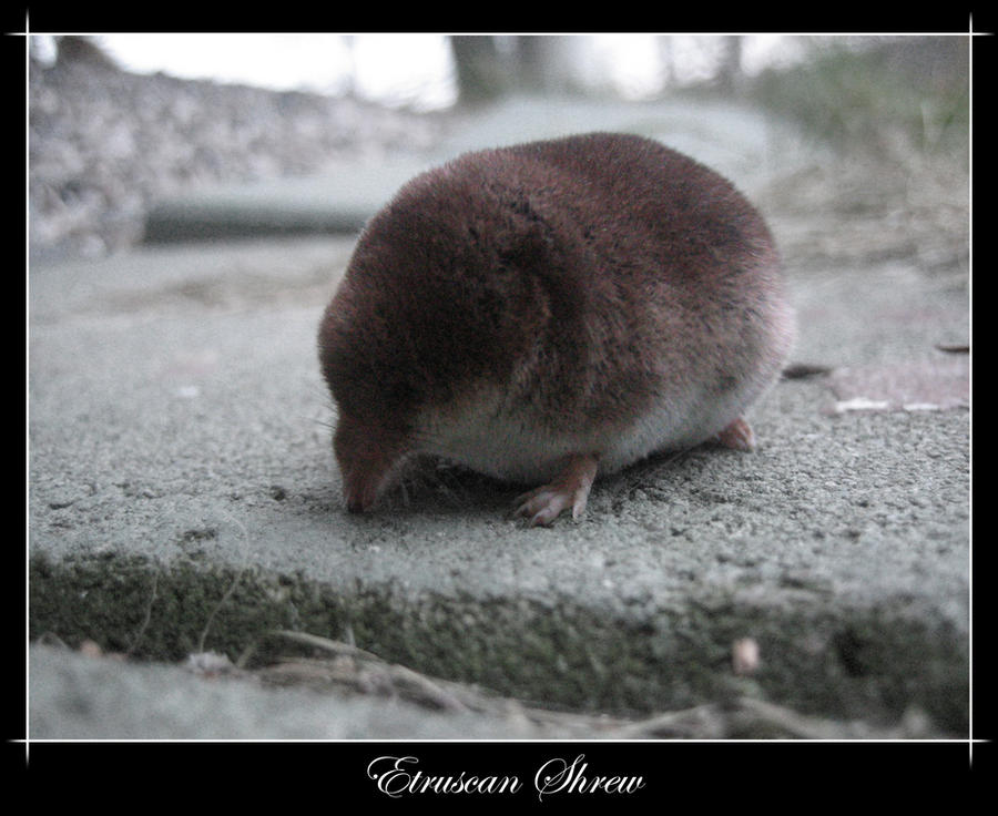 Etruscan Shrew