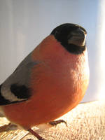 Bullfinch