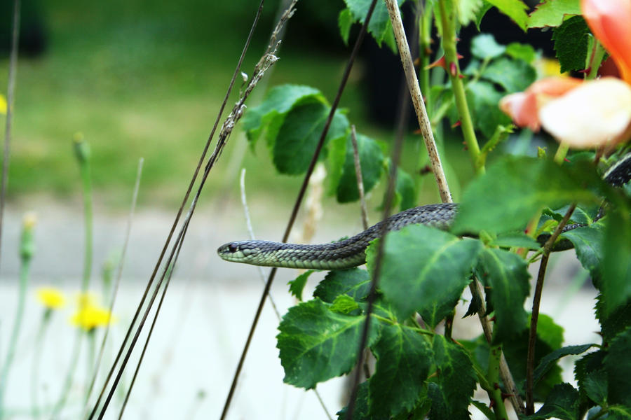 Snake IV by indodreamer on DeviantArt