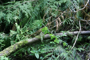 Another Fallen Tree