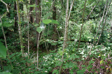 Spindly Trees