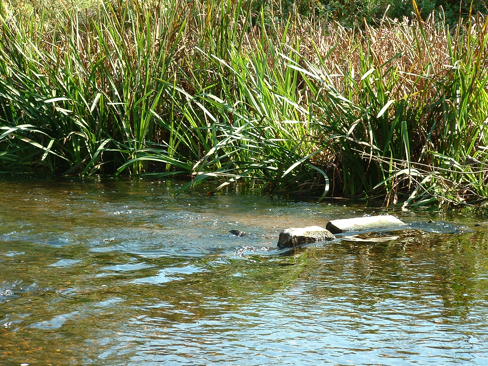 river bank