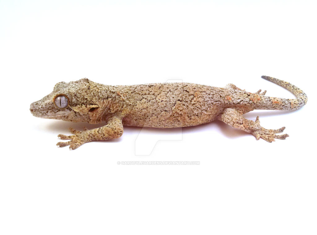 Peaches (Gargoyle Gecko)2