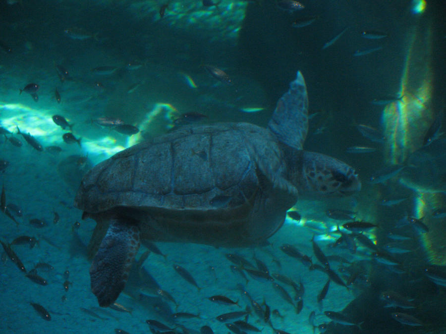 Yoshi the turtle by Cat-seeker on DeviantArt