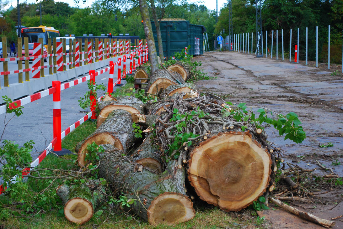 Felling Disease Ridden Tree's Second Visit 20 by PhotoLifestyle2020 on ...