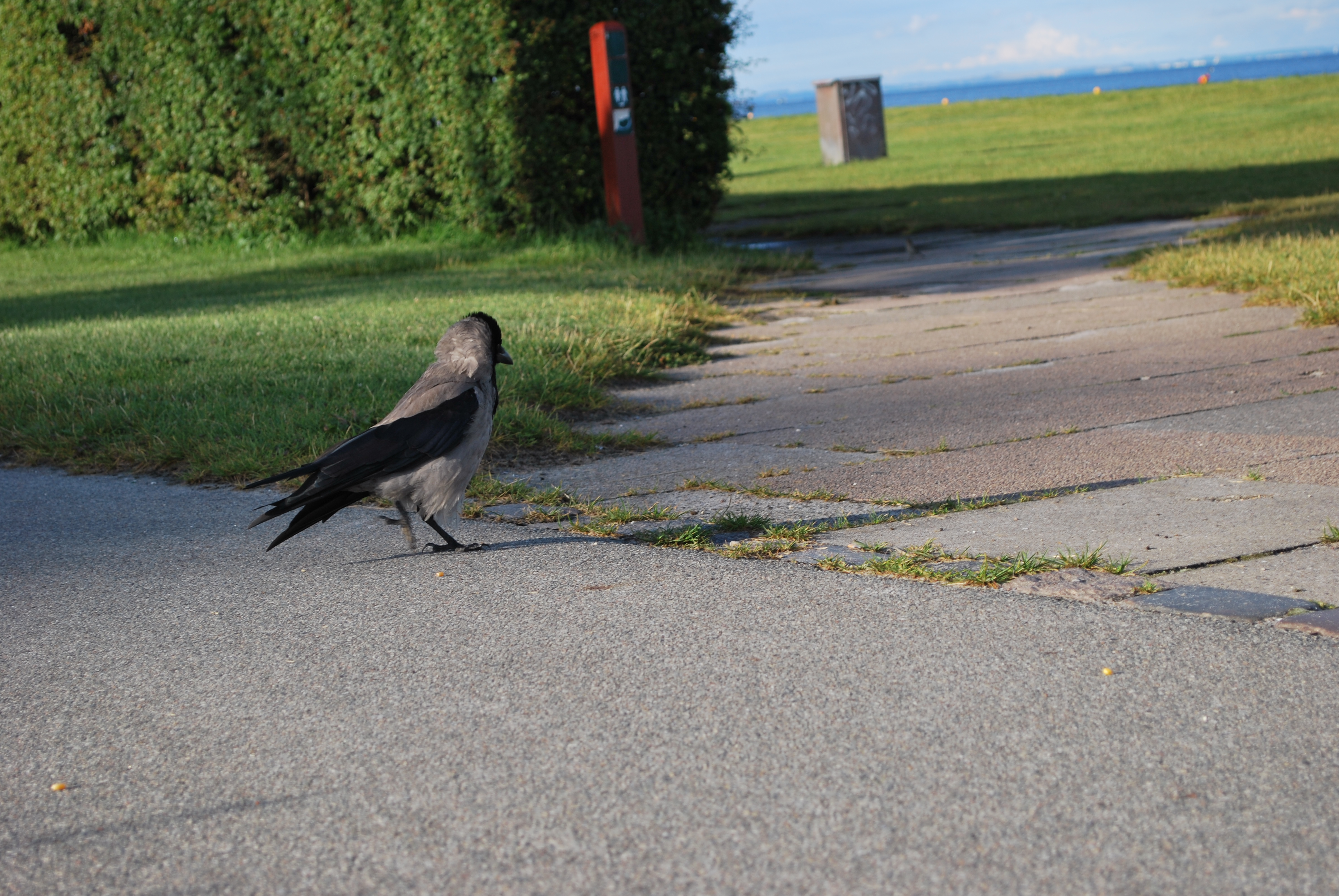 Charlottenlund Fort 30.07.16 - Raven