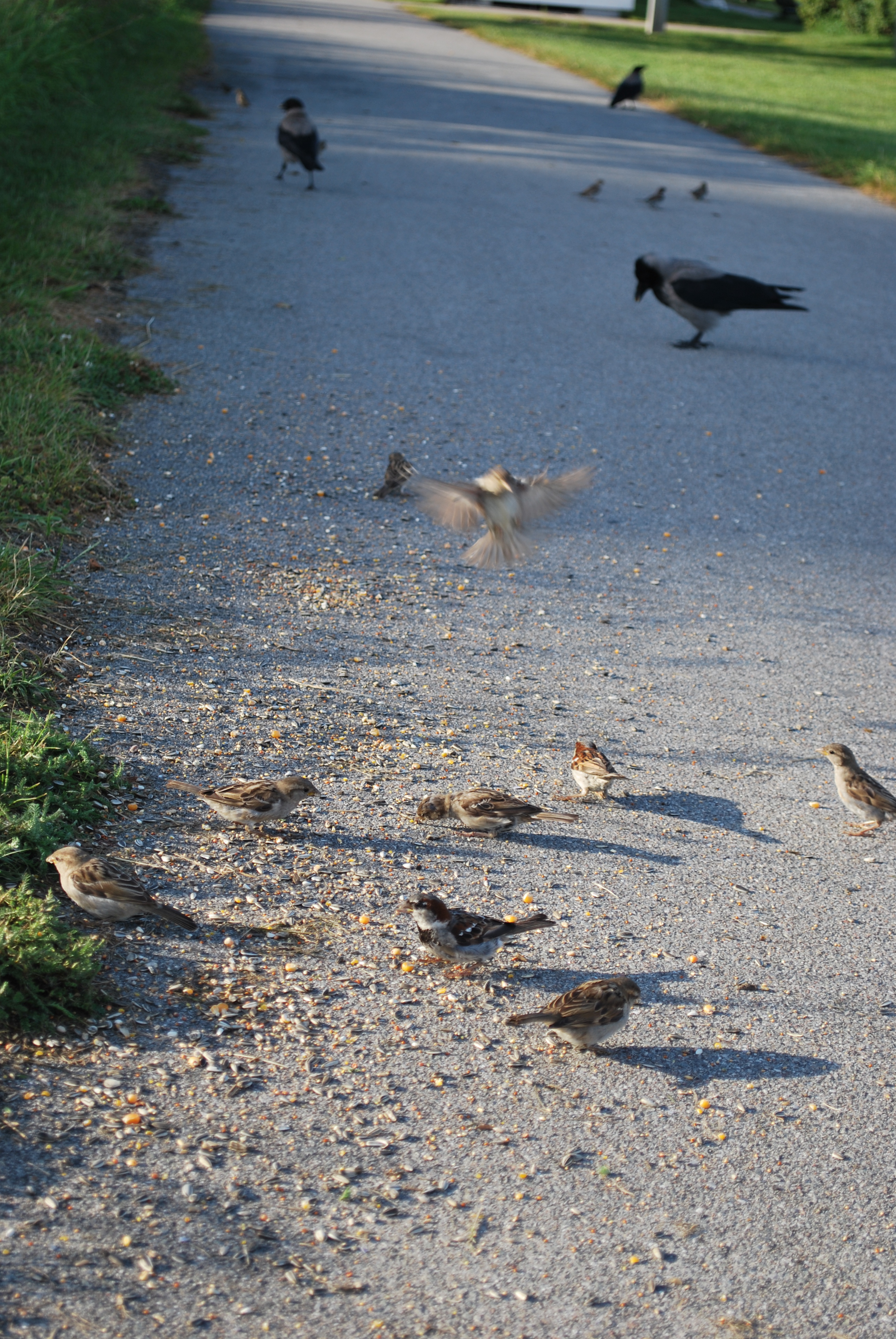 Charlottenlund Fort 30.07.16 - Birds 3