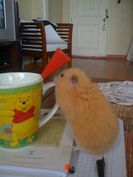 My hamster in the breakfast