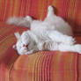 Sweet dreams