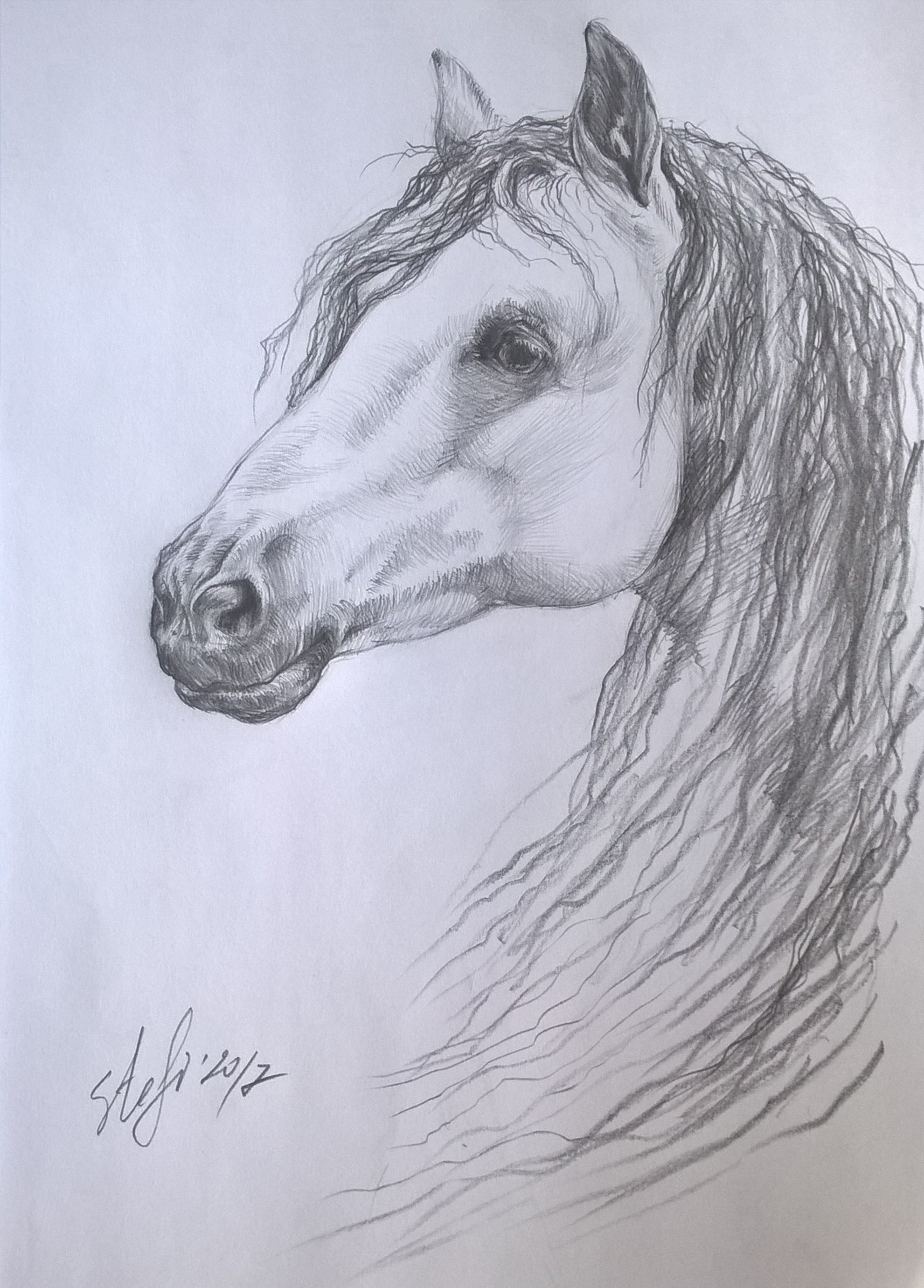 Beautiful animals by sstefiart on DeviantArt Beautiful animals by sstefiart on DeviantArt