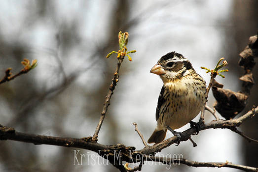 Mrs. Grosbeak