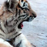 Tiger Cubs 6 - Yawn