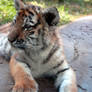 Tiger Cubs 9 - paws