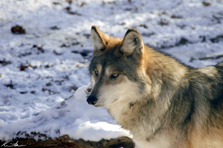 Beautiful Gaze - Wolf