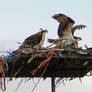 Osprey