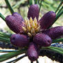 Pine Blossoms