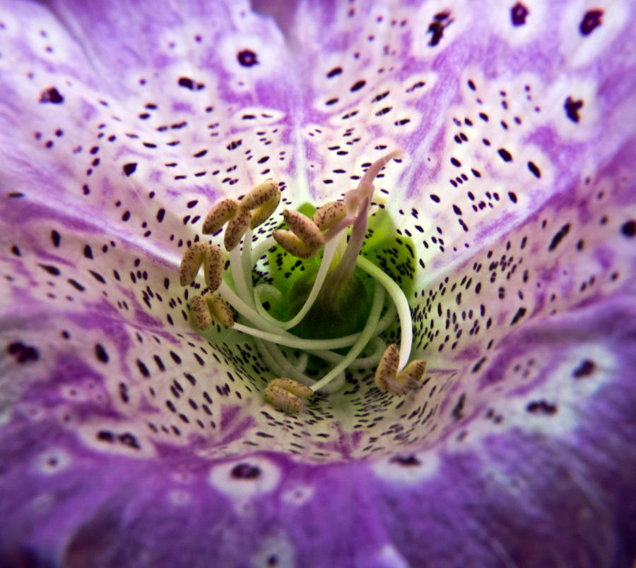 Foxglove Invitation