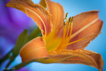 Golden Day Lily