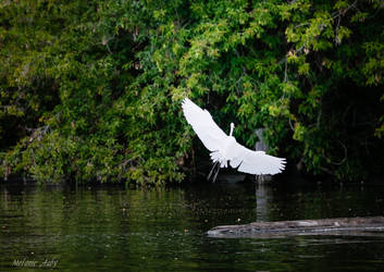 Egret Landing