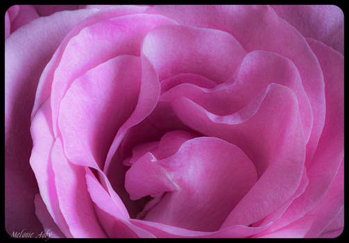 Pink Rose