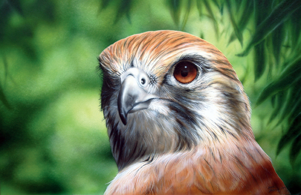 Brown Falcon