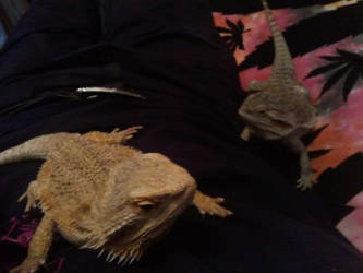 Isis and Chomp :3