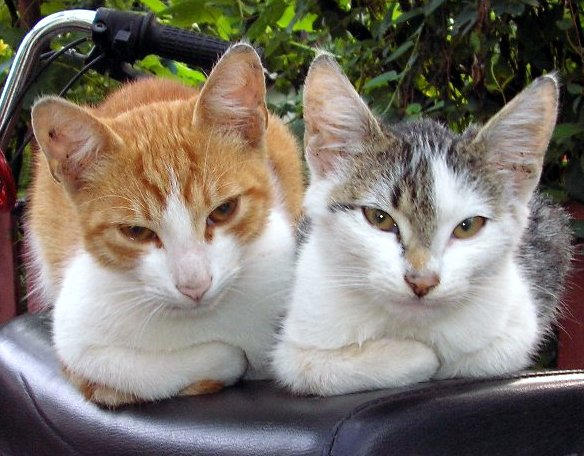 Mitz and Mitza by bibanus on DeviantArt