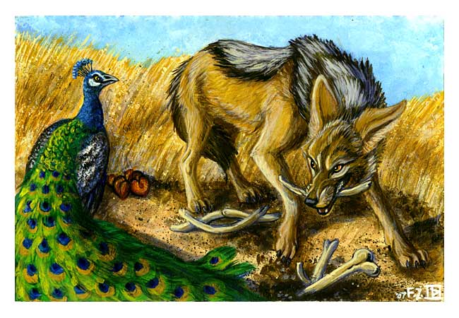 The Jackal and the Peacock