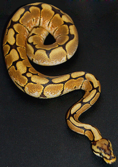 Spider Python by Foxfeather248 on DeviantArt