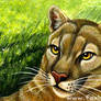 Cats of North America: Cougar