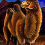 Bactrian Camel Card