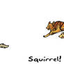 Squirrel