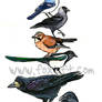Bird Stack - Corvidae
