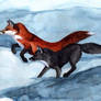 Foxes in the Snow
